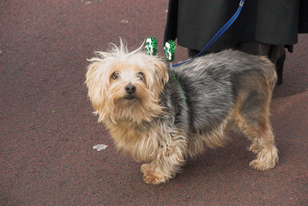 St Patrick's Day Parade, London © 2006, Peter Marshall